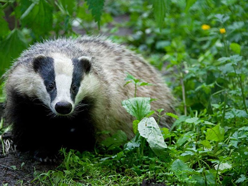 -badgers.jpg