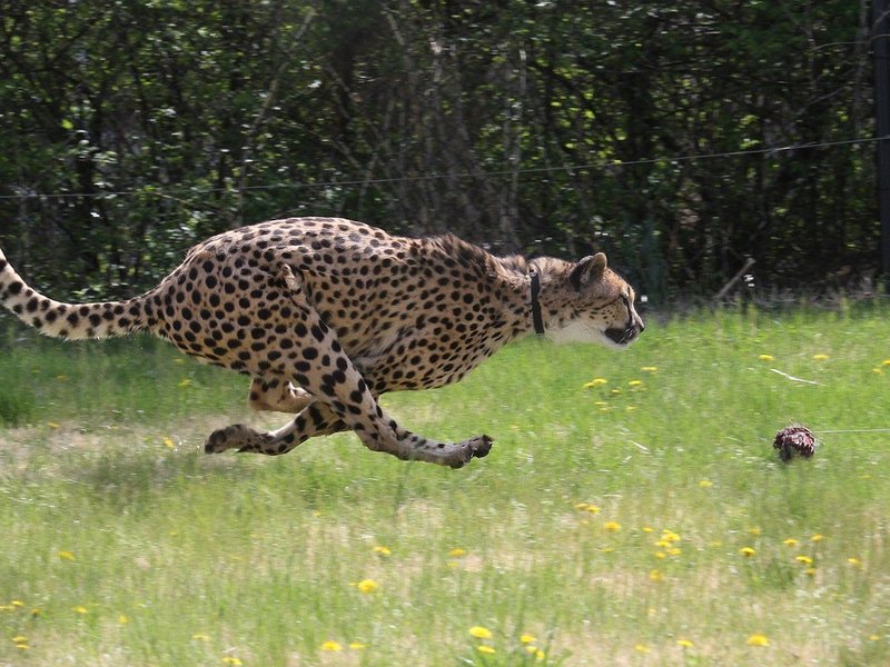 2048px-cheetah_run.jpg