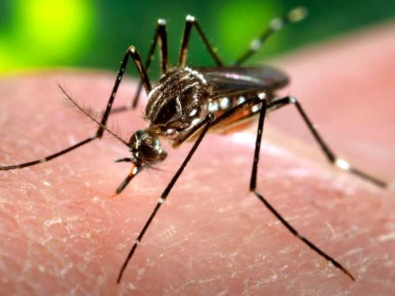 aedes_aegypti_cdc-gathany-fotor-20230703162144.png