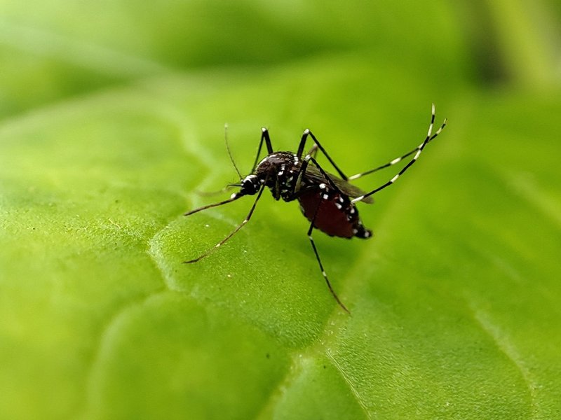 aedes_aegypti_on_leaf1.jpg