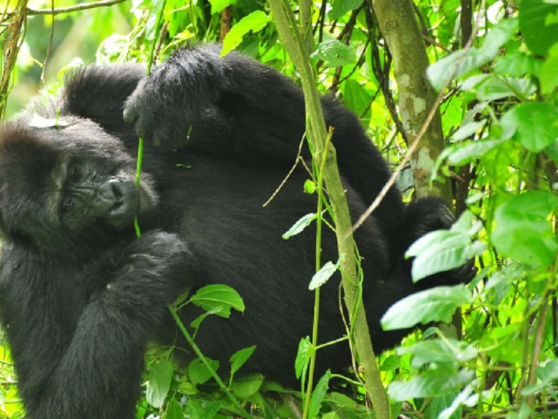 along_the_gorilla_and_chimpanzee_safari_resize.jpg