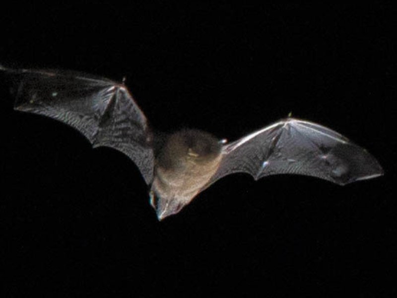 bat_resized.jpg