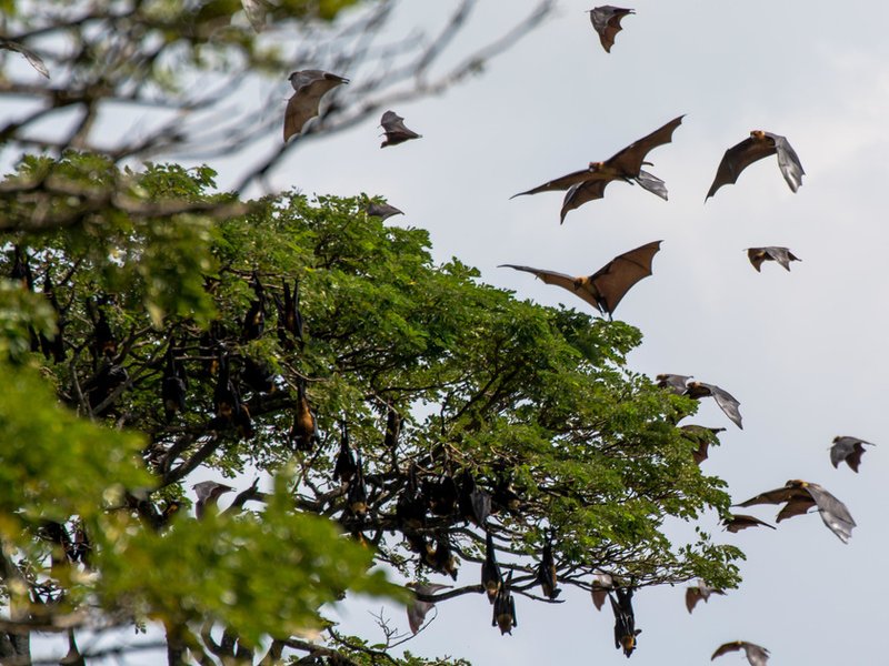 bats_edited.jpg