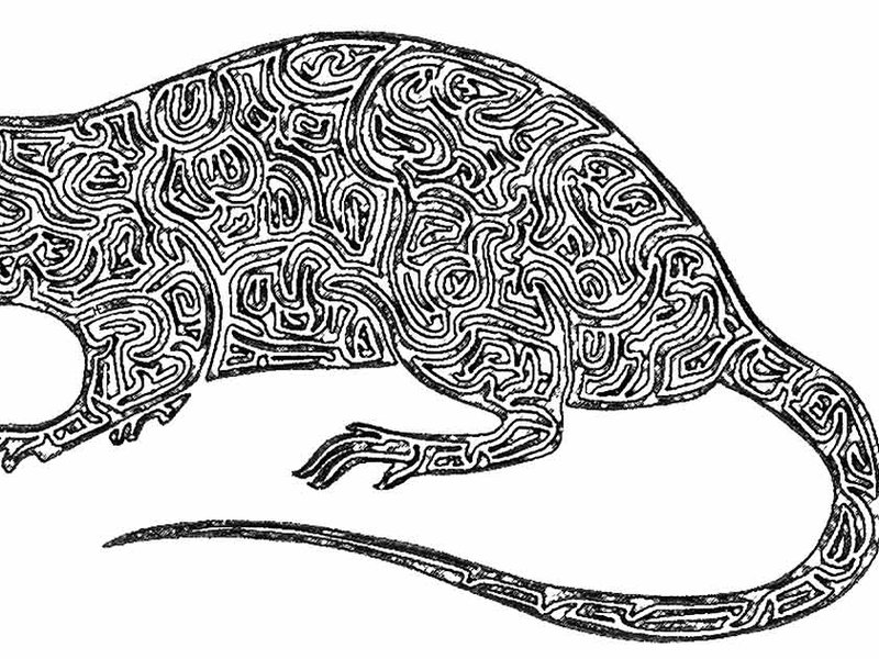 big-rat.jpg