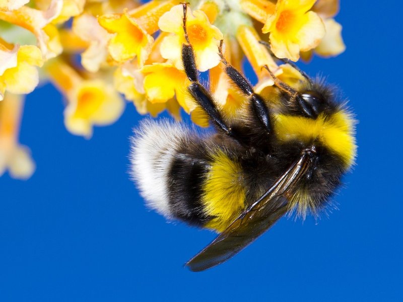 bumblebee.jpg