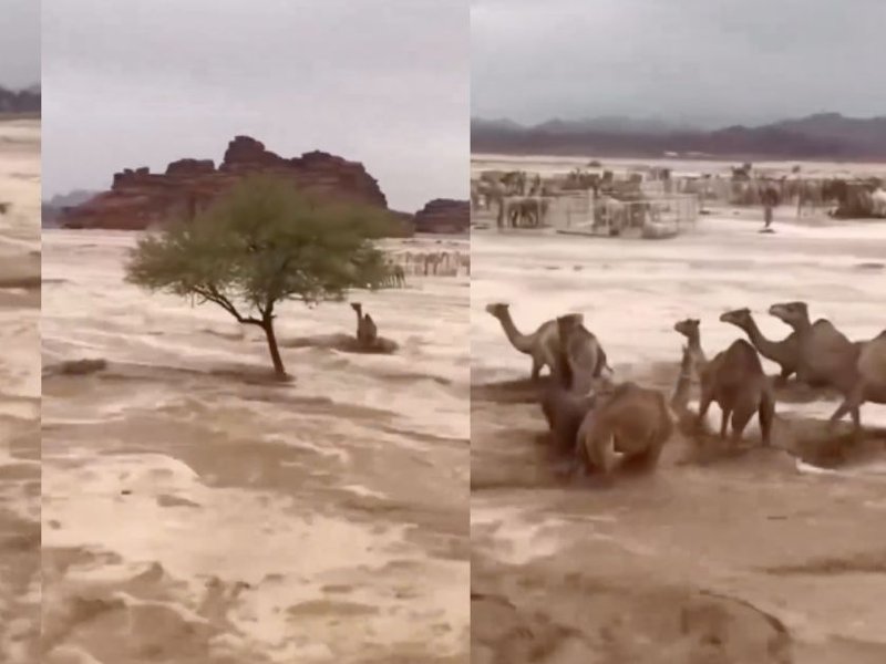 camels_collage.jpg