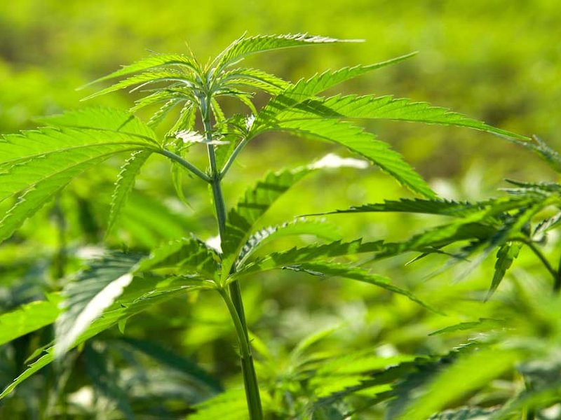 cannabis-image-04-10-2018.jpg