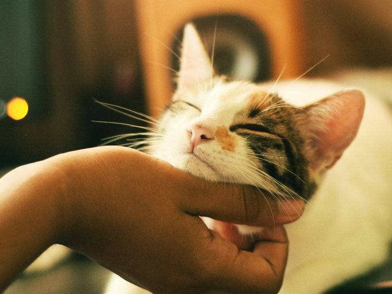 cat_-_cropped.jpg