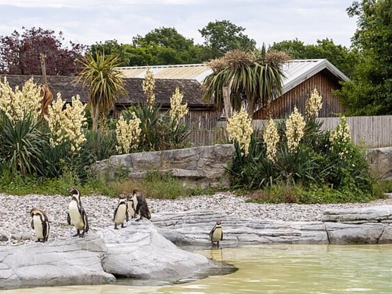 chester_zoo-_cropped.jpg