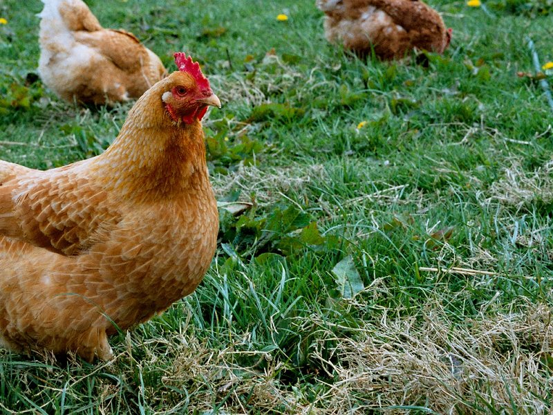 chickens_resized.jpg