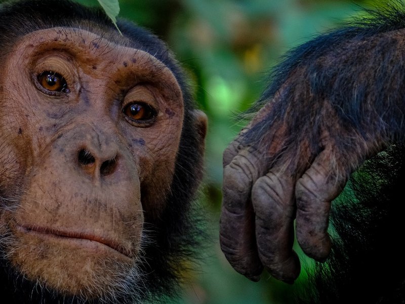 chimp.jpg