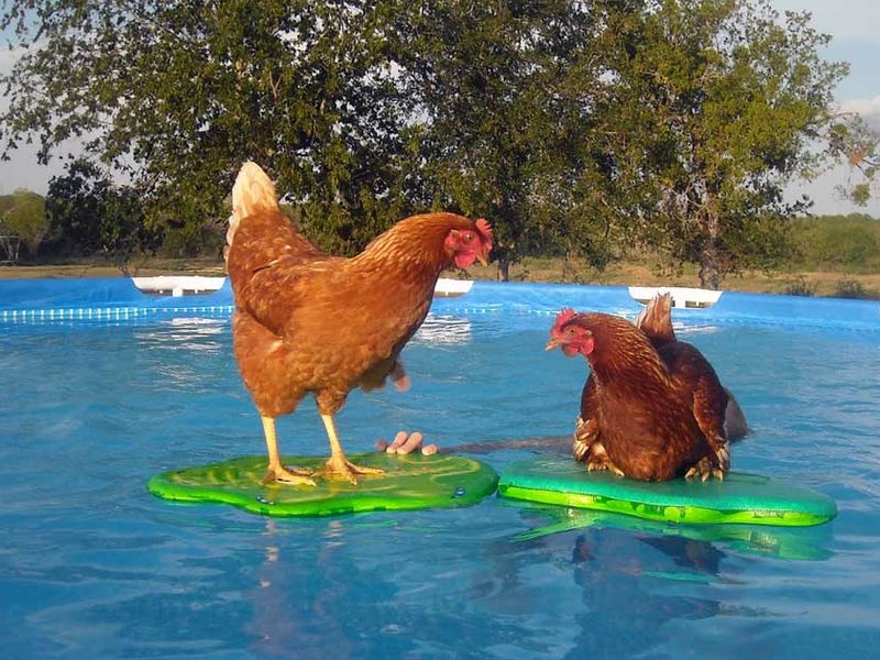 chlorinated-chicken-swimming-pool.jpg