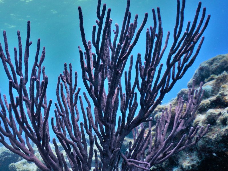 coral_resized.jpg
