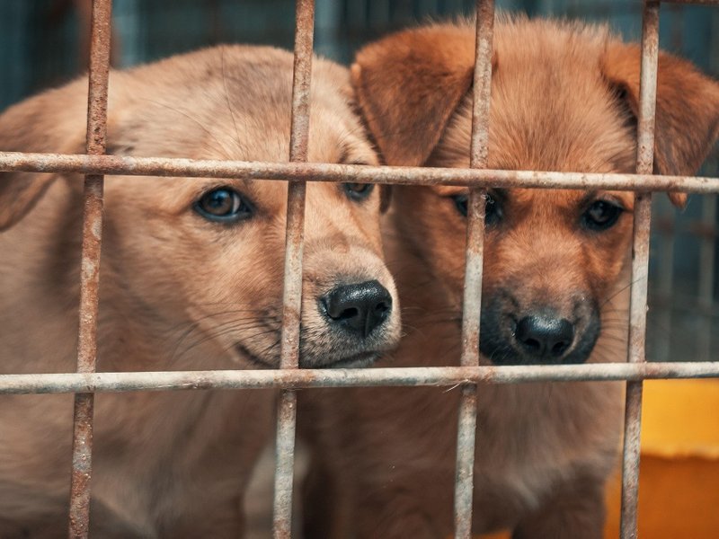 covid_puppies.jpg