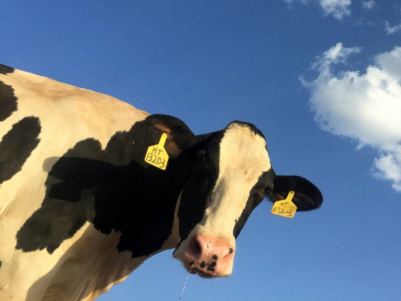 cow_image_resized.jpg