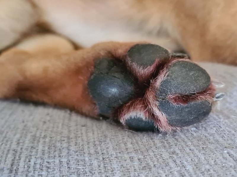 dog_paw.jpg