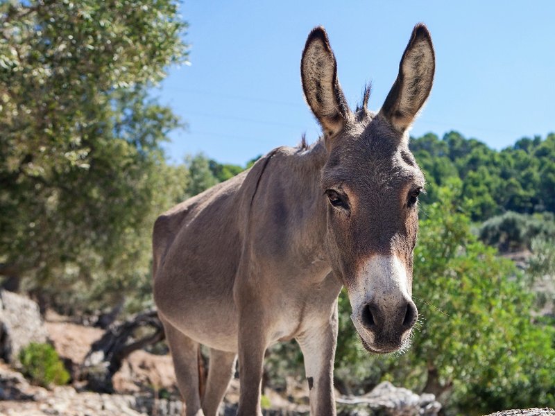 donkey_piece.jpg