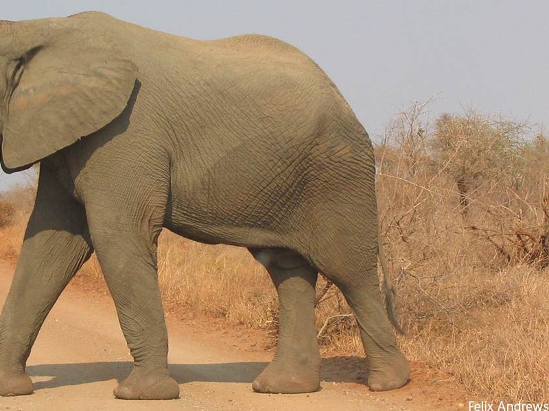 elephant_side-view_kruger-edit.jpg