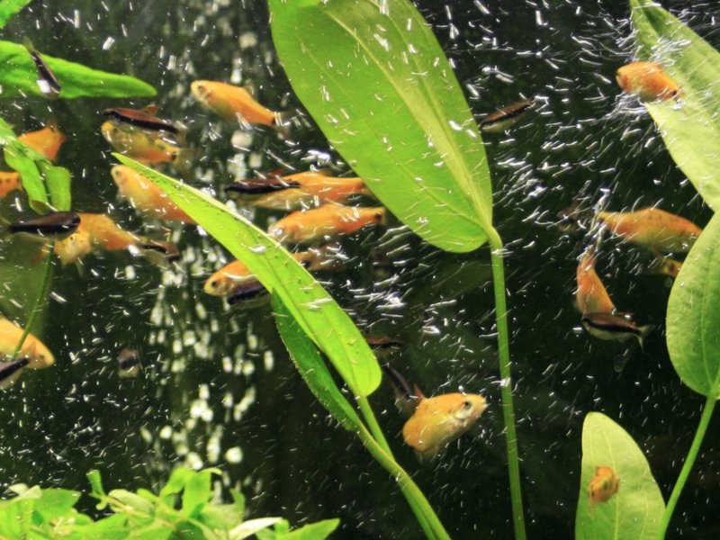 elephantfish.jpg