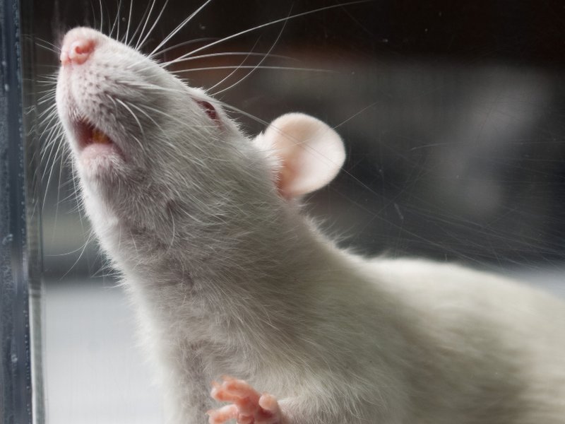 fb_animal_testing.jpg