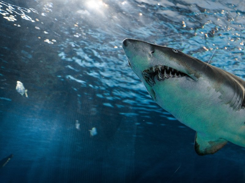 fb_shark.jpg