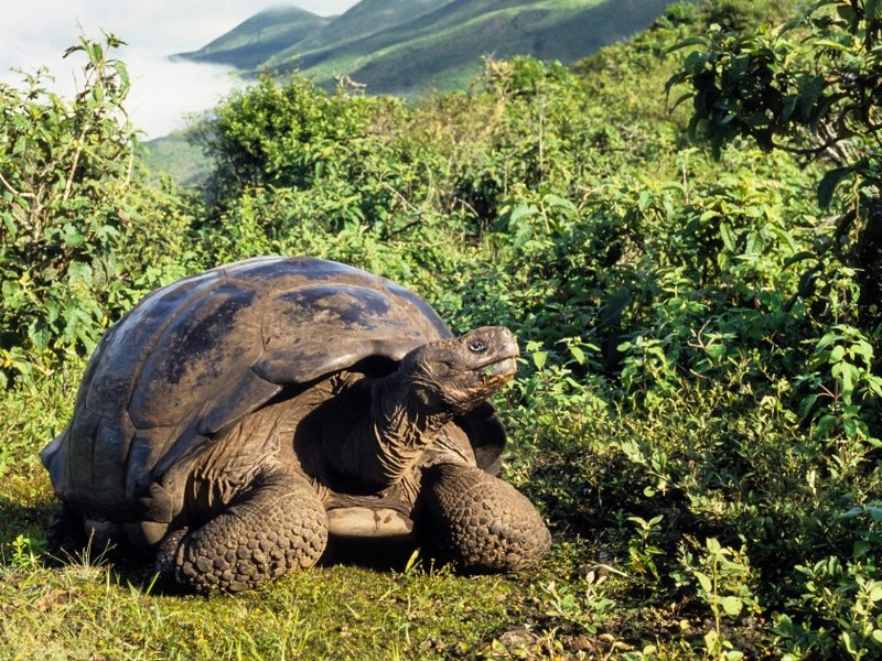 fb_tortoise.jpg