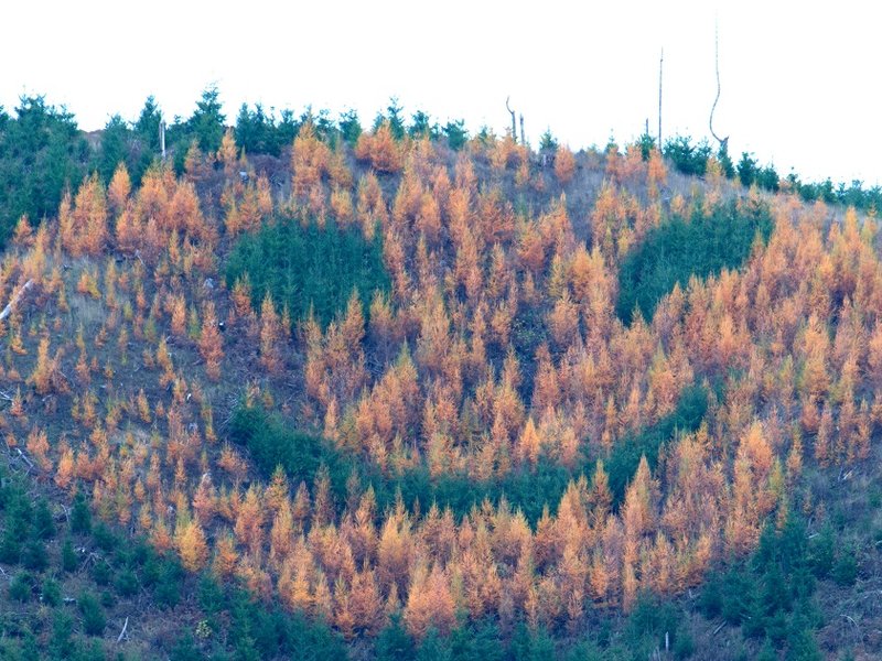 forest_face.jpg