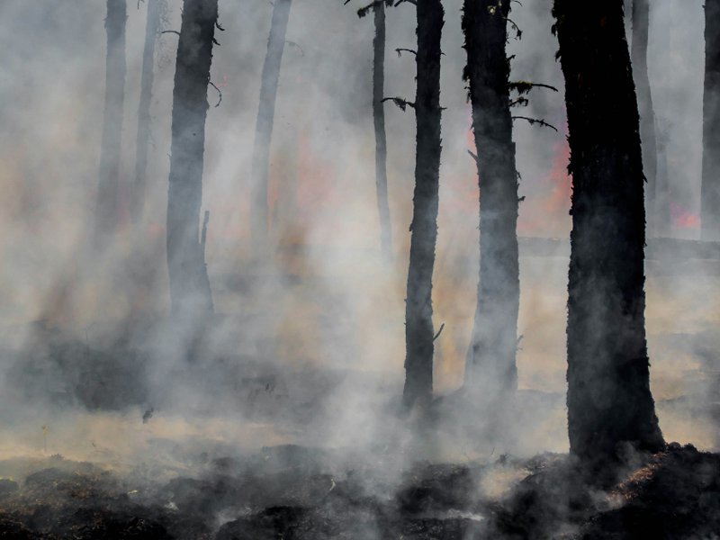 forest fire resized