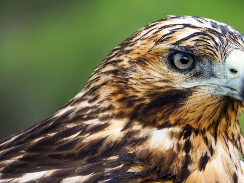 galaphagos-hawk.jpg