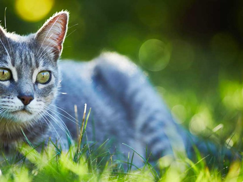 gatt-cat-11072019.jpg