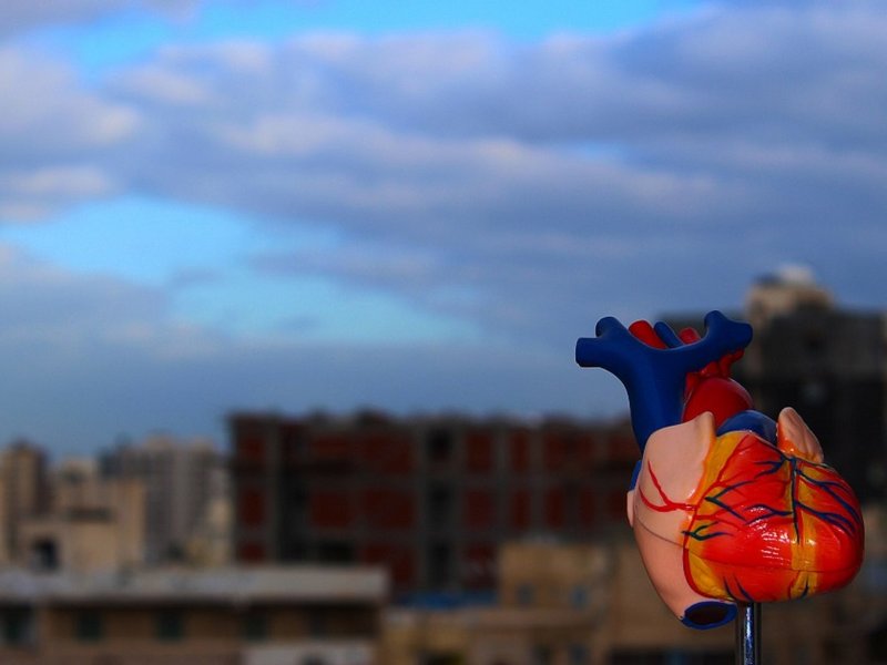 human_heart_model_resize.jpg