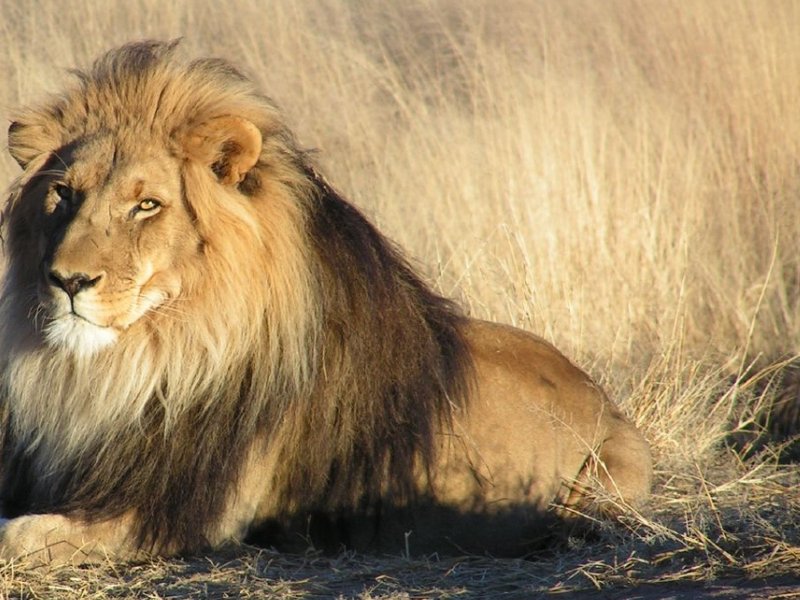 lion-cropped.jpg
