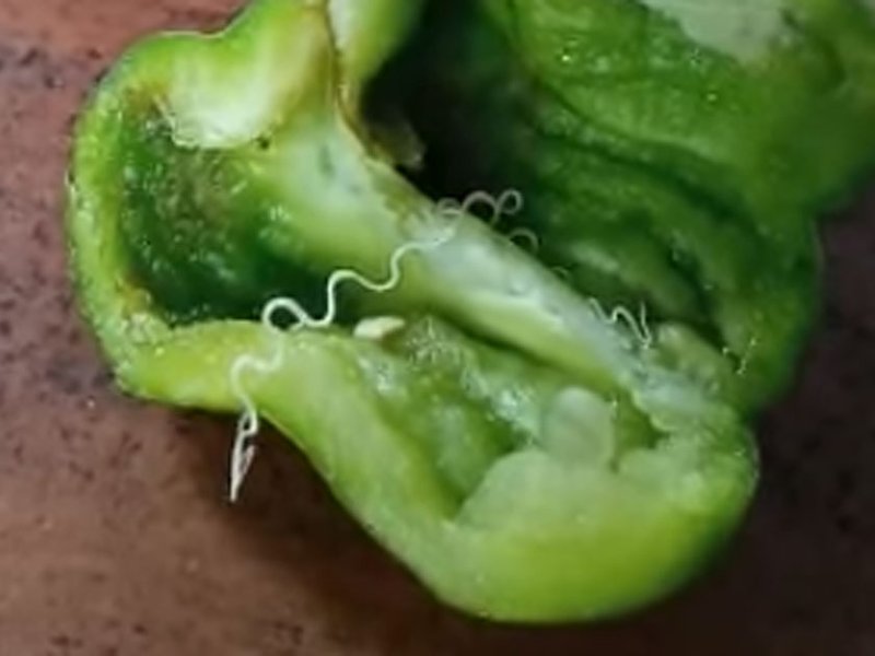 pepper.jpg