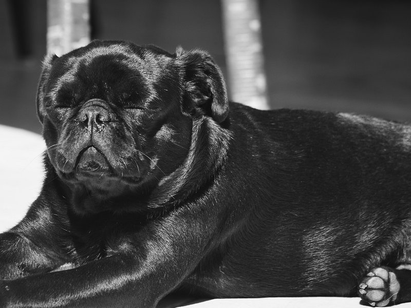 pug.jpg