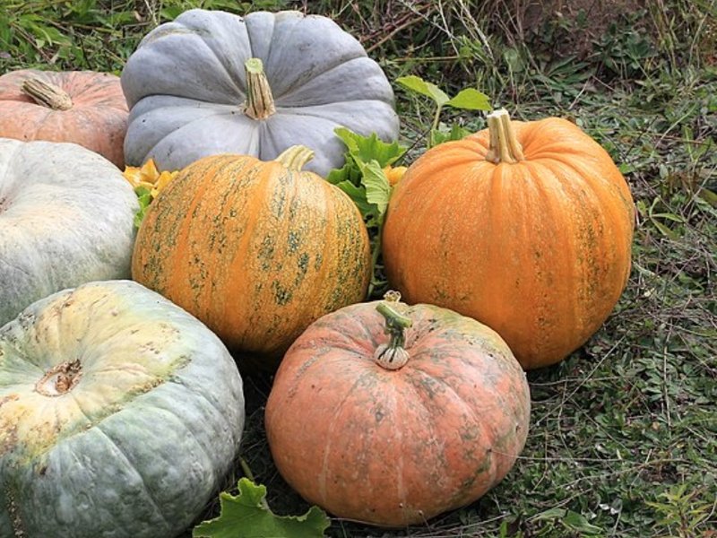 pumpkins-cropped.jpg