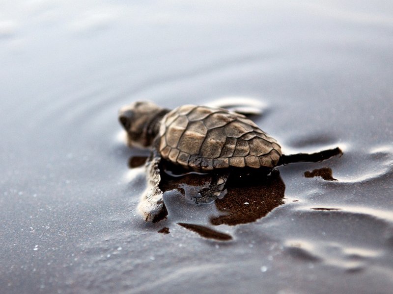 sea_turtle.jpg