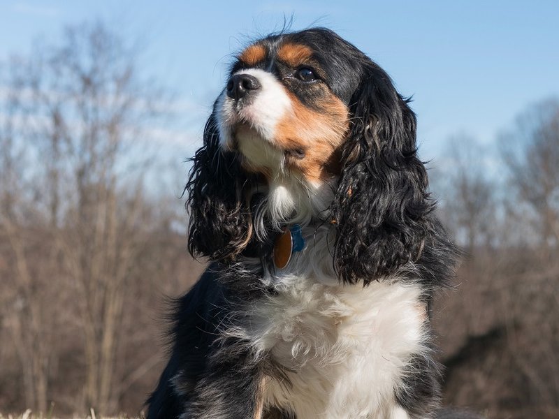 spaniel.jpg