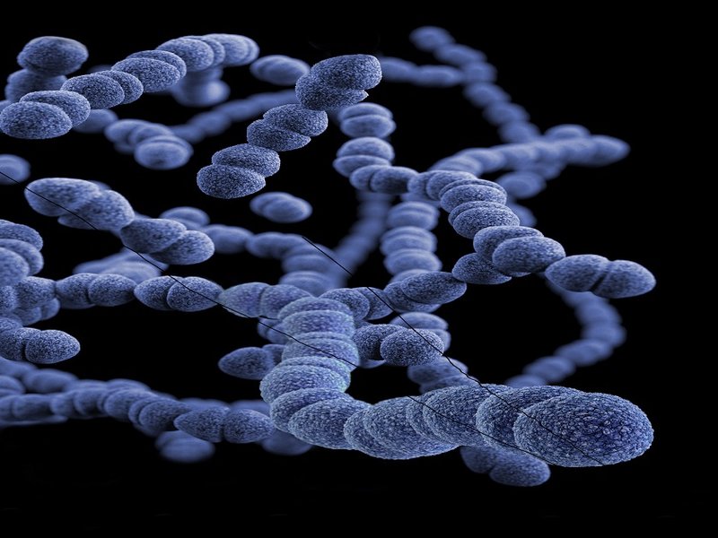 strep.jpg