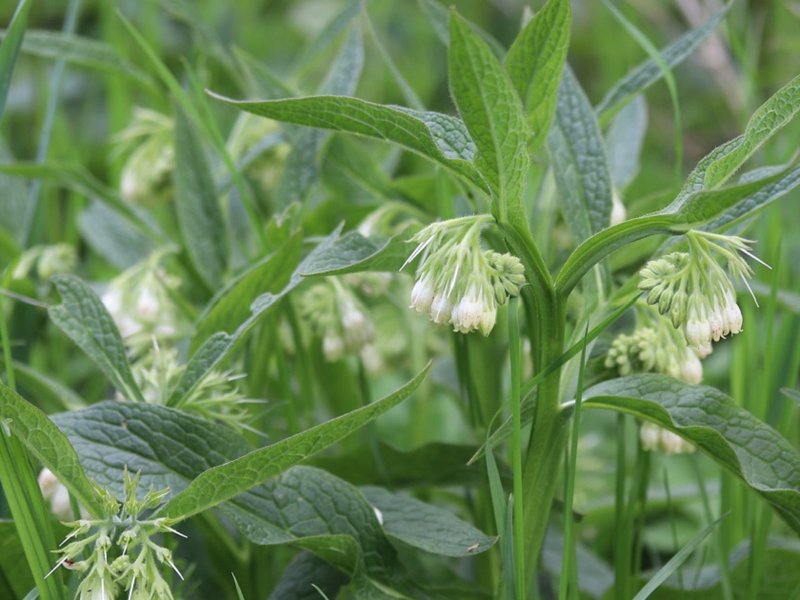 symphytum_officinale_195123592_resize.jpg