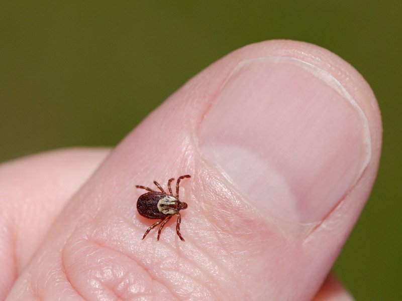 tick.jpg