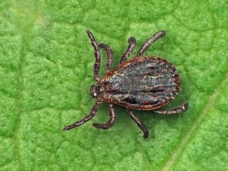 tick_image_ryszard.jpg