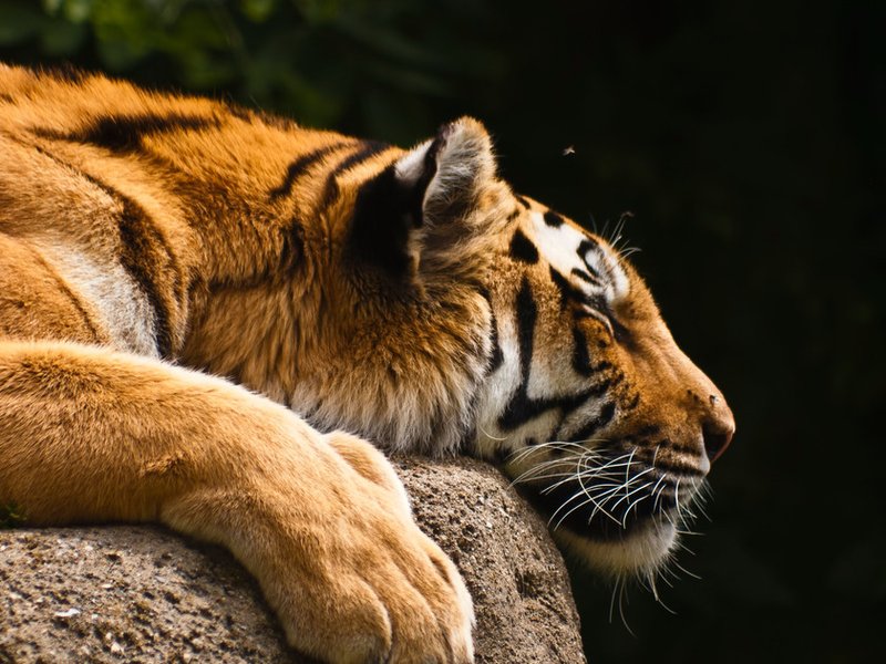 tiger_resized.jpg