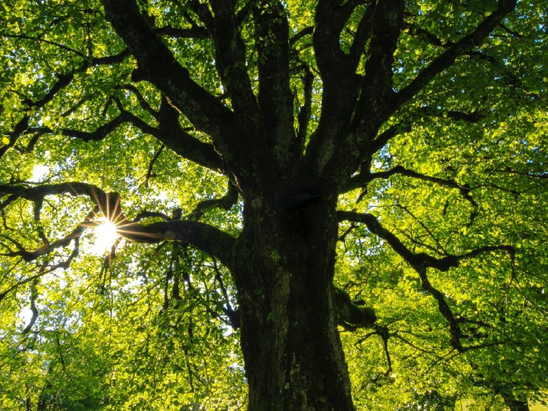 tree.jpg