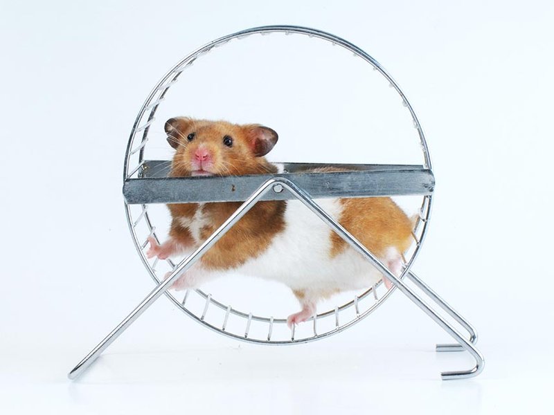 unproductive_hamster.jpg