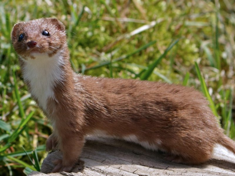 weasel.jpg