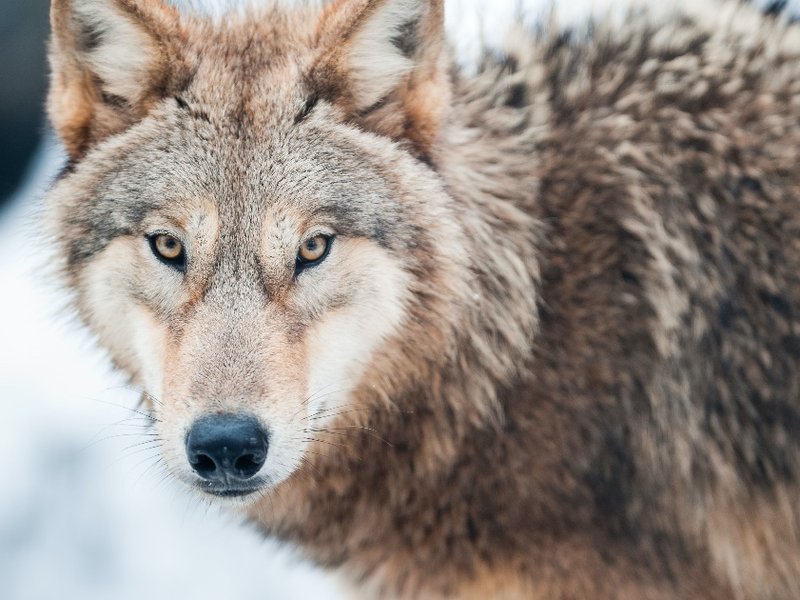 wolf.jpg