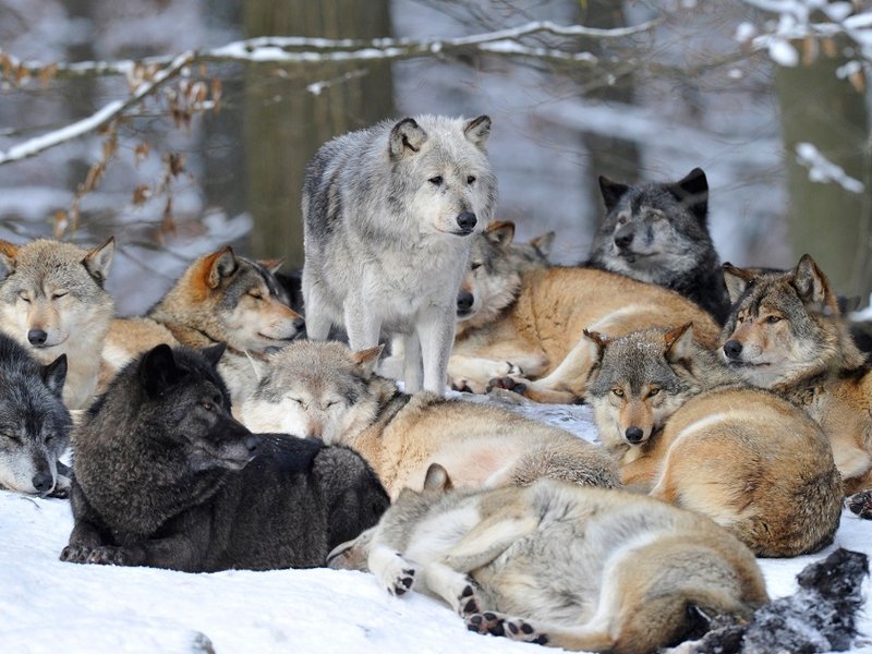 wolf_pack.jpg