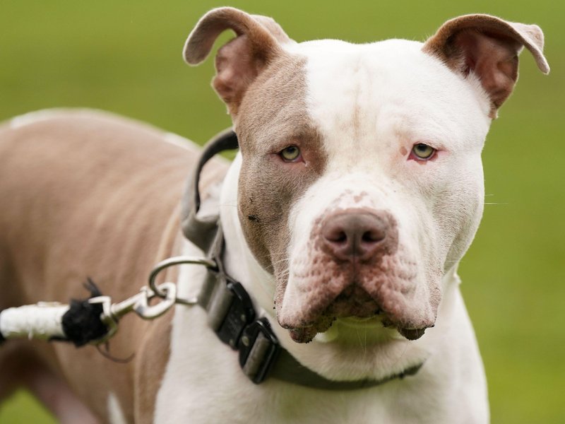 xl_bully_dog_resized_image.jpg